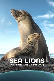 Sea Lions of the Galapagos Sea Lions of the Galapagos